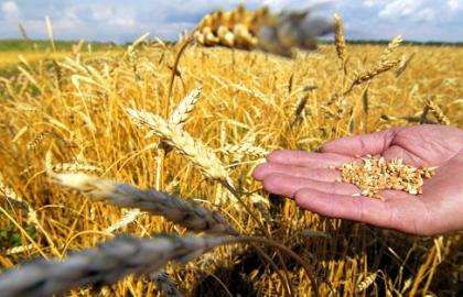 Ukraine will gather the second largest crop in modern history