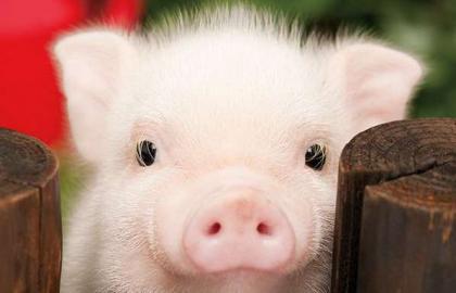 Государство готово поддержать свиноводов в следующем году
