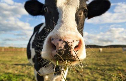 На Житомирщині виявили скажену корову