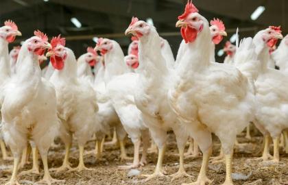 Деньги на АПК в 2017 году пошли преимущественно на производителей курятины