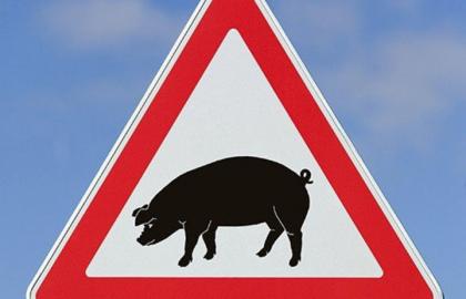 Черговий спалах АЧС загрожує кільком свинокомплексам «Міраторг»
