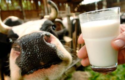 Для создания молочных кооперативов нужно не меньше, чем 7 миллиардов гривен