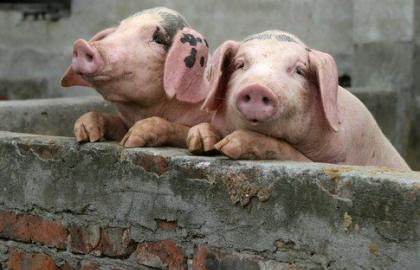 Понад тисячу свиней утилізували на Полтавщині через АЧС