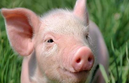 Угорщина: перший випадок африканської чуми свиней