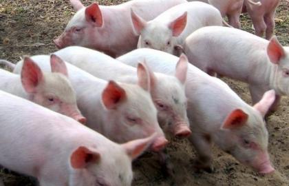 Африканська чума: з початку року на Закарпатті застрелили 176 диких свиней