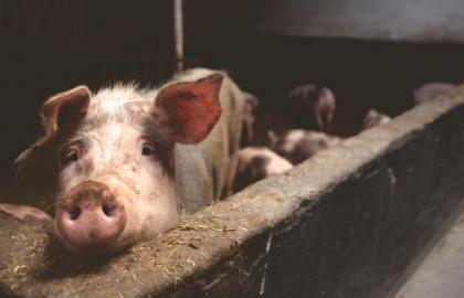Польські фермери вимагають скасування сертифікатів про стан здоров'я тварин
