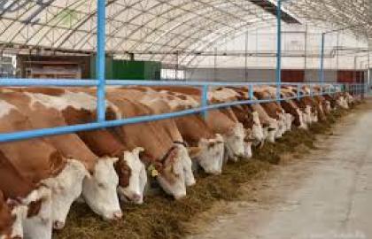 На возмещение стоимости строительства и реконструкции животноводческих ферм будет направлено 220,1 млн грн. - решение Комиссии