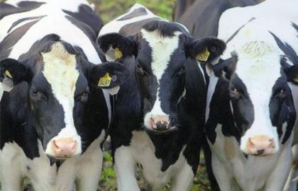 Виробники вважають за краще тримати корів не для м'яса, а для молока