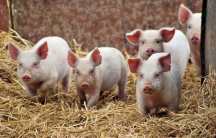 Огляд ринку свиней ЄС: м'ясокомбінати знижують ціни