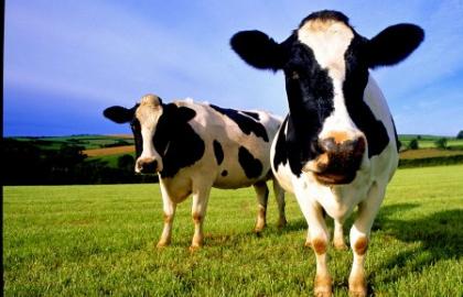 В Україні скоротилося поголів'я корів і зросла кількість птиці