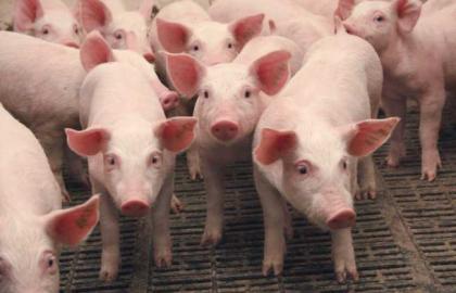 В Украине упали продажи свиней