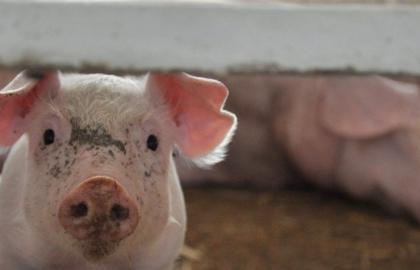 АЧС: експерти прогнозують дефіцит свинини на рівні 12 млн тонн