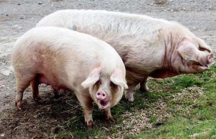 У ЄС скорочується поголів’я свиней