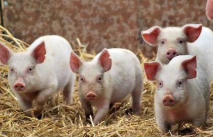 АЧС продовжує впливати на світовий ринок свинини 