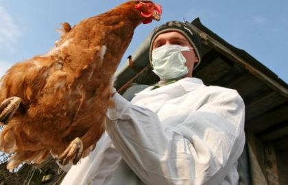 Причини спалаху пташиного грипу в Україні не дикі птахи