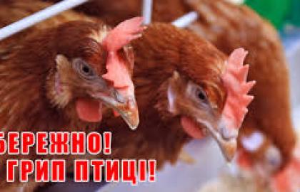 В Київській області зареєстрований випадок грипу птиці