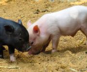 За рік поголів’я свиней в Україні скоротилося 650 600 голів