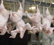 Украина за январь-ноябрь экспортировала 249 тыс. т мяса птицы