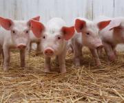 Экспорт живца свиней принес Украине 4,3 млн долл. США