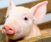 Мінус 0,5 млн голів: в Україні поменшало свиней