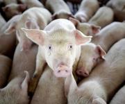African swine fever was registered in the Chernivtsi region