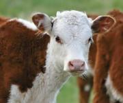Ukraine is exploring the possibility of importing Austrian breeding cattle