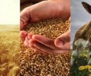 Сельское хозяйство может стать толчком к экономическому росту Украины 