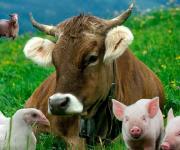 The Orders for identification of cattle, sheep, goats, pigs have come into force