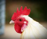 Ukraine got a chance to "beat" Brazil in the European poultry market