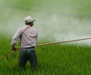 Швейцарія може повністю заборонити використання пестицидів