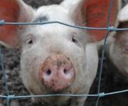 The Ministry of Agrarian Policy affirms that there are no problems with ASF in pig production 