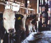 The meat processing industry needs to be developed Instead of increasing the export tax on live cattle