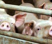 Россия: На одном из крупнейших калининградских свинокомплексов обнаружили АЧС