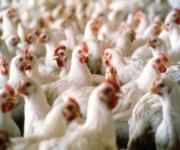 The number of poultry is increasing while the number of cows and pigs are decreasing in Ukraine