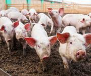 На Херсонщине из-за АЧС уничтожили десятки свиней 