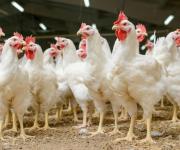 Number of cows is decreasing and the amount of poultry is increasing in Ukraine
