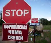 ASF: new cases in the Kyiv and Mykolaiv regions