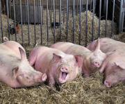 Японский свиной грипп идет на смену АЧС 