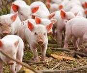 Вартість на живця свиней впала ще на 2%