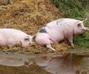 Китаю знадобиться 5 років аби відновити ринок свинин після АЧС — Rabobank
