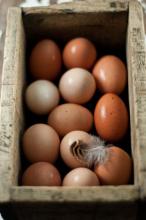 28 тис.т українських яєць потрапило за кордон