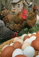 Кувейт зняв заборону на імпорт курятини та яєць з України