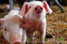 Селяни на Одещині перешкоджають забою свиней