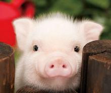 The state is ready to support the pig producers next year