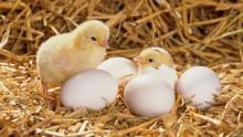 Poultry farming remains the only livestock sector that increases the number of livestock