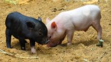 Беларусь ограничила ввоз свиней из четырех областей Украины