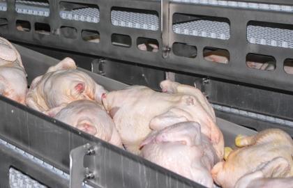 В феврале Украина увеличила производство мяса птицы до 87 тыс. т