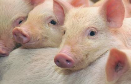 У Великобританії зростає виробництво свинини