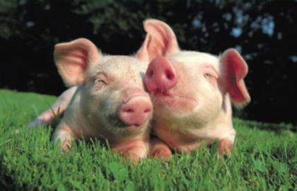 Ірина Паламар прогнозує підвищення цін на свинину в середині березня