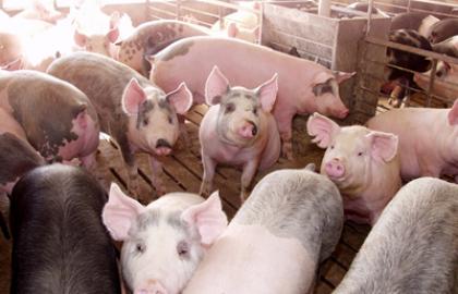 Україна збільшила експорт свинини в 7,4 рази
